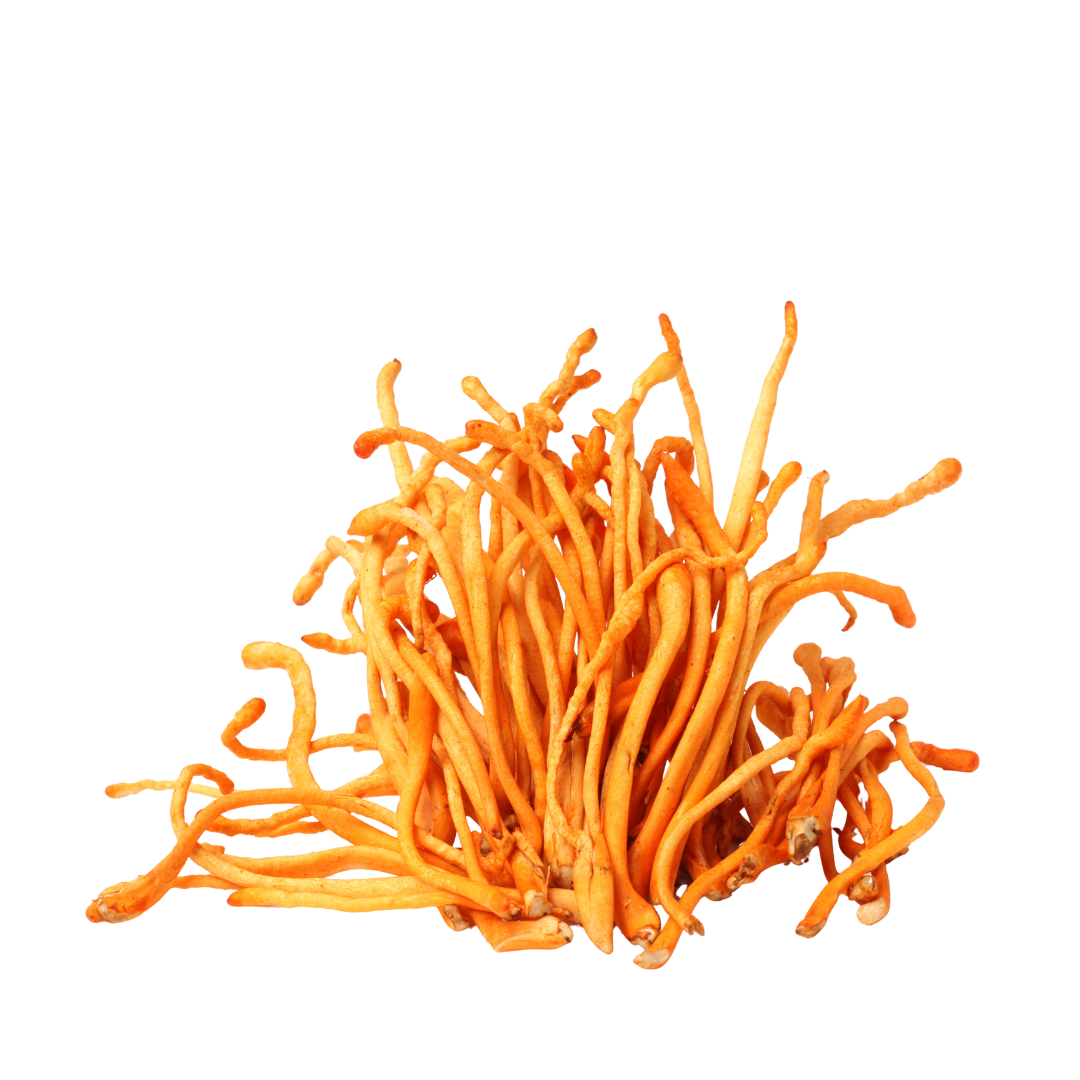 cordyceps