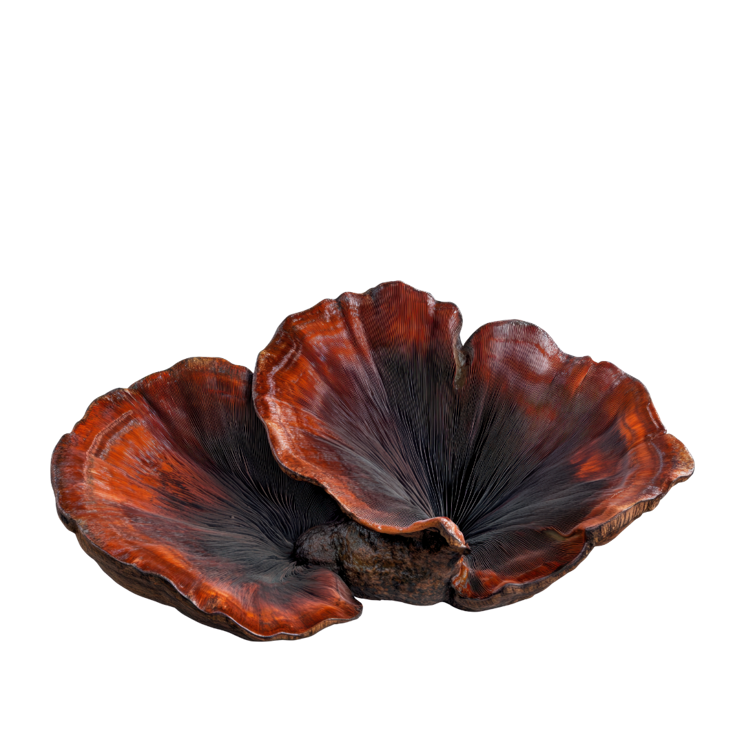reishi